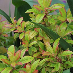 Escallonia 'Glowing Embers'