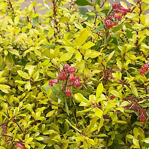 Escallonia 'Golden Carpet'