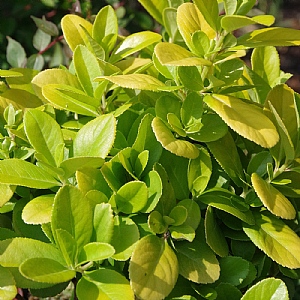 Escallonia laevis 'Pink Lemon'
