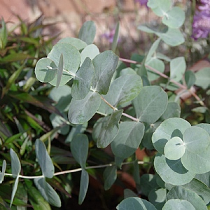 Eucalyptus cinerea