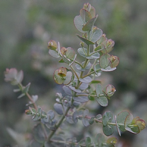 Eucalyptus Gunnii 'Azura'
