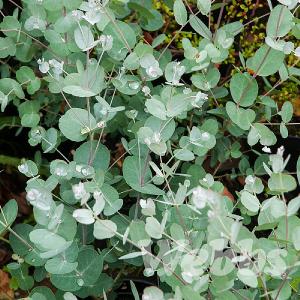 Eucalyptus gunnii