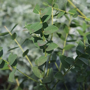 Eucalyptus parvula