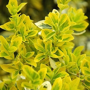 Euonymus fortunei 'Emerald n Gold'