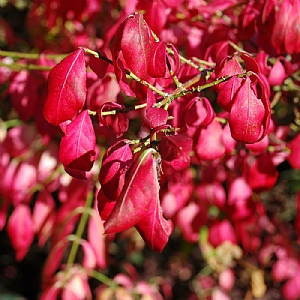 Euonymus alatus 'Compactus'