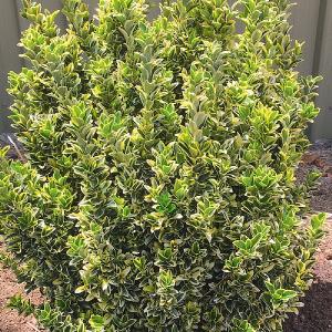 Euonymus japonicus 'Gold Rocket'