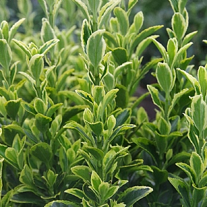 Euonymus japonicus 'Golden Rocket'