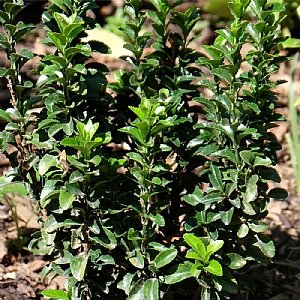 Euonymus japonicus 'Green Rocket'