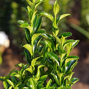 Euonymus japonicus 'Green Spire'