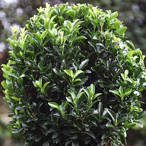 Euonymus japonicus 'Green Spire' (Ball)