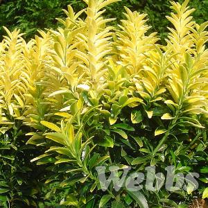 Euonymus 'Happiness'