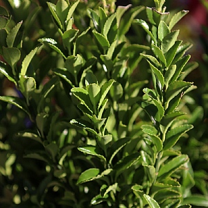 Euonymus japonicus 'Jean Hugues'