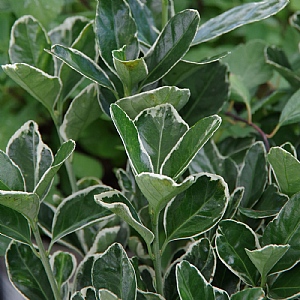 Euonymus japonicus 'Kathy'