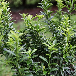 Euonymus japonicus 'Microphyllus'