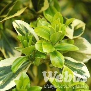 Euonymus fortunei 'Canadale Gold'