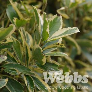 Euonymus japonicus 'Bravo'