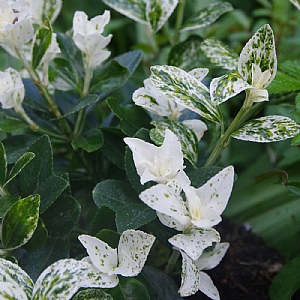 Euonymus japonicus 'Mikajo'