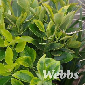 Euonymus japonicus 'Ovatus Aureus'