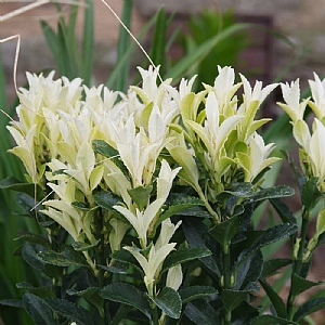 Euonymus japonicus 'Paloma Blanca'