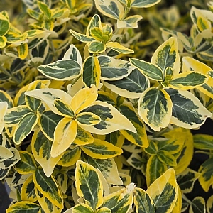 Euonymus fortunei 'Sunshine'
