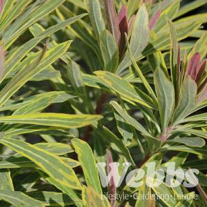 Euphorbia x martini 'Ascot Rainbow'