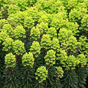 Euphorbia x martinii 'Baby Charm'