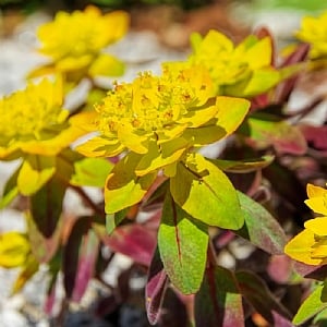 Euphorbia polychroma 'Bonfire'