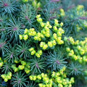 Euphorbia cyparissias 'Fens Ruby'