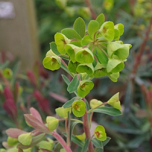 Euphorbia 'Galaxy Glow'