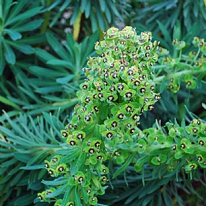 Euphorbia 'Black Pearl'