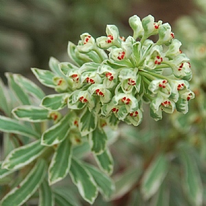 Euphorbia characias 'Silver Swan' 