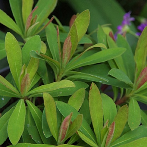 Euphorbia martinii 'Medea'