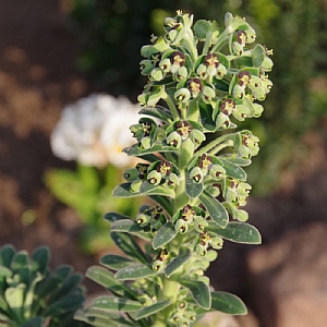 Euphorbia characias 'Portuguese Velvet'
