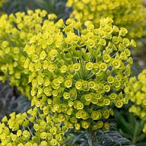 Euphorbia characias subsp. Wulfenii