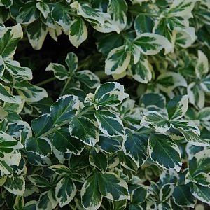 Euonymus fortunei 'Silver Queen'