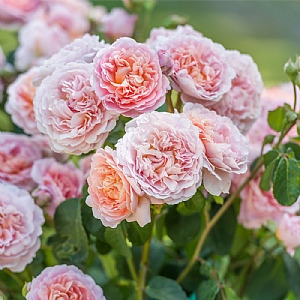 Eustacia VYE English Shrub Rose