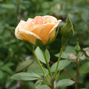 Evening Light Climbing Rose