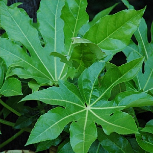 Fatsia japonica