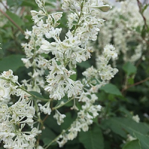 Fallopia baldschuanica