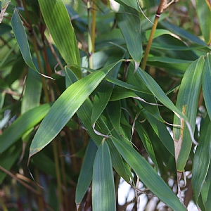 Fargesia robusta 'Pingwu'