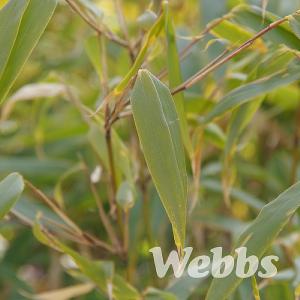 Fargesia rufa
