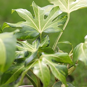 Fatsia japonica 'Camouflage'