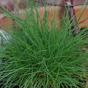 Festuca 'Blue Haze'