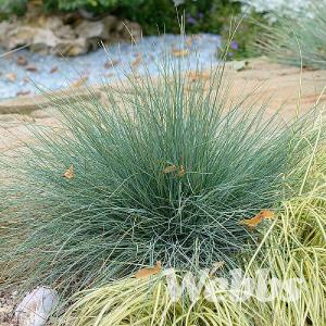 Festuca glauca 'Elijah Blue'