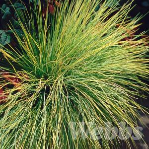 Festuca glauca 'Golden Toupee'