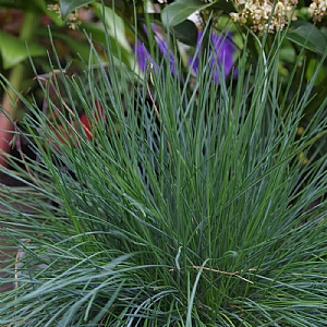 Festuca glauca 'Intense Blue'