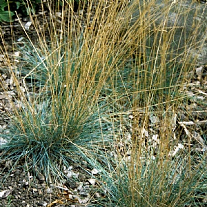 Festuca amethystina