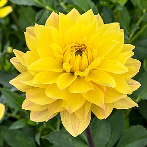 Dahlia 'American Sun'