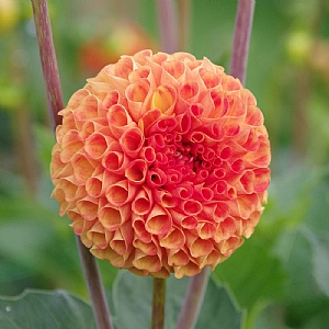 Dahlia 'Bantling'