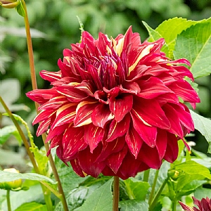 Dahlia 'Bohemian Spartacus'
